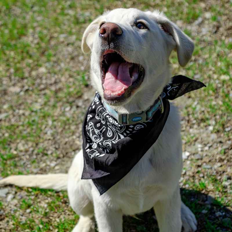 Paul - Dune Buggy Bandana